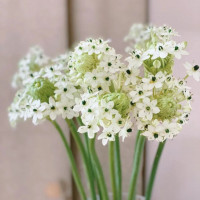 Tử vi ngày 30/11/2025 của 12 cung hoàng đạo: Song Ngư tài chính không ổn định