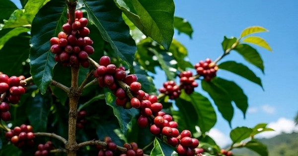 Giá nông sản ngày 30/11/2025: Cà phê tăng nhẹ, hồ tiêu đi ngang