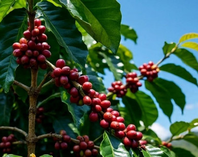 Giá nông sản ngày 30/11/2025: Cà phê tăng nhẹ, hồ tiêu đi ngang