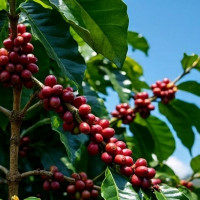 Giá nông sản ngày 30/11/2025: Cà phê tăng nhẹ, hồ tiêu đi ngang