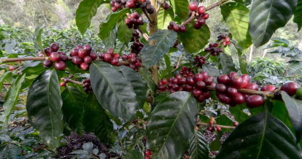 Giá nông sản ngày 1/12/2025: Cà phê và hồ tiêu neo ở mức cao