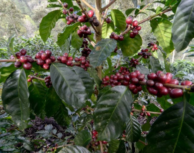 Giá nông sản ngày 1/12/2025: Cà phê và hồ tiêu neo ở mức cao