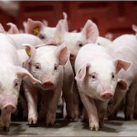 Giá heo hơi ngày 1/12/2025: Tiếp tục giữ đà tăng