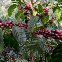 Giá nông sản ngày 1/12/2025: Cà phê và hồ tiêu neo ở mức cao