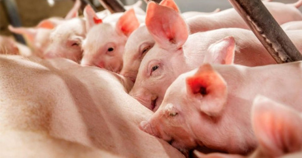 Giá heo hơi ngày 2/12/2025: Duy trì xu hướng tăng, miền Bắc chạm 57.000 đồng/kg