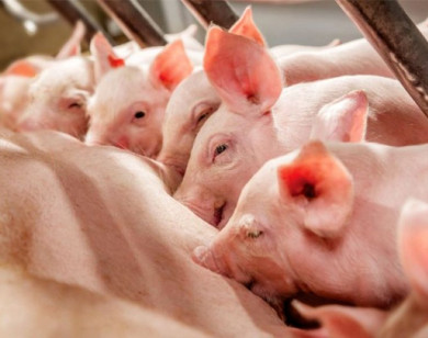 Giá heo hơi ngày 2/12/2025: Duy trì xu hướng tăng, miền Bắc chạm 57.000 đồng/kg