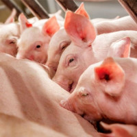 Giá heo hơi ngày 2/12/2025: Duy trì xu hướng tăng, miền Bắc chạm 57.000 đồng/kg