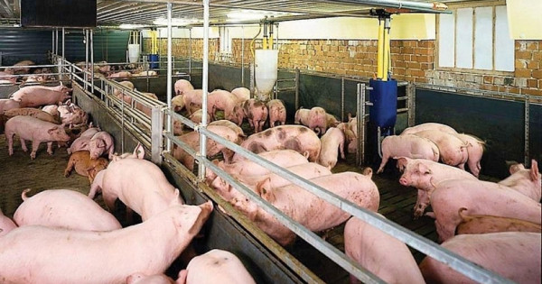 Giá heo hơi ngày 3/12/2025: Tiếp tục bứt phá mạnh