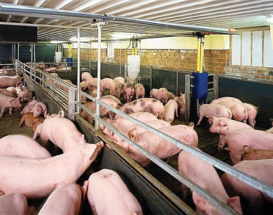 Giá heo hơi ngày 3/12/2025: Tiếp tục bứt phá mạnh