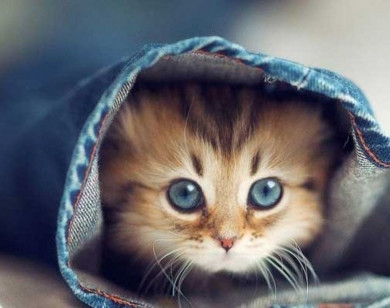 Tử vi ngày 4/12/2025 của 12 cung hoàng đạo: Bảo Bình tài chính ổn định