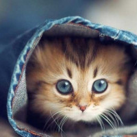 Tử vi ngày 4/12/2025 của 12 cung hoàng đạo: Bảo Bình tài chính ổn định