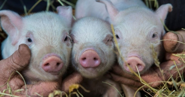 Giá heo hơi ngày 4/12/2025: Tiếp tục tăng mạnh, miền Bắc chạm mốc 60.000 đồng/kg