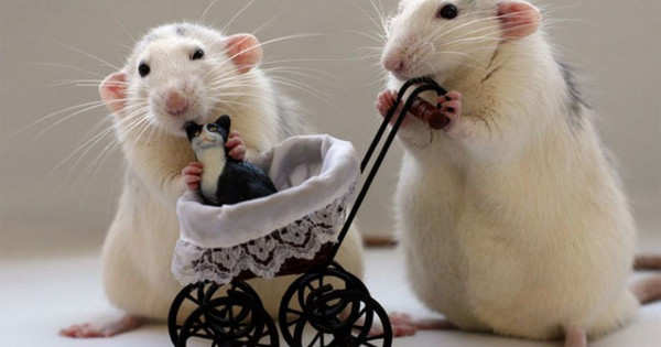 Con số may mắn tài lộc ngày 5/12/2025 của 12 con giáp