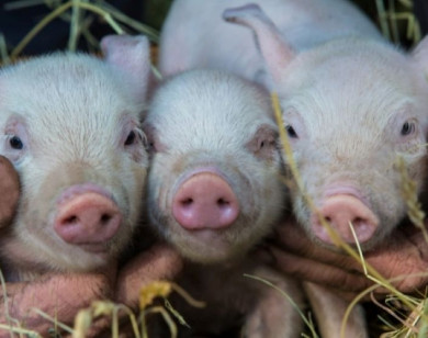 Giá heo hơi ngày 4/12/2025: Tiếp tục tăng mạnh, miền Bắc chạm mốc 60.000 đồng/kg