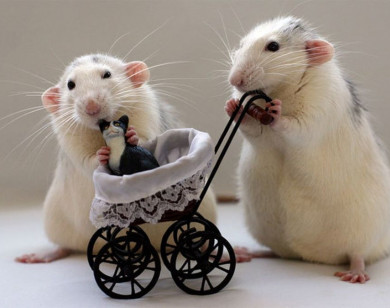 Con số may mắn tài lộc ngày 5/12/2025 của 12 con giáp