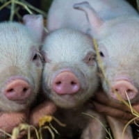 Giá heo hơi ngày 4/12/2025: Tiếp tục tăng mạnh, miền Bắc chạm mốc 60.000 đồng/kg