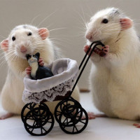 Con số may mắn tài lộc ngày 5/12/2025 của 12 con giáp