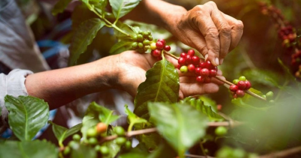 Giá nông sản ngày 5/12/2025: Cà phê tiếp tục giảm mạnh, hồ tiêu tăng trở lại