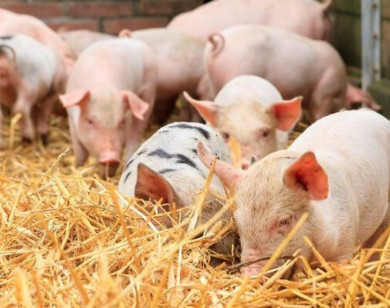 Giá heo hơi ngày 5/12/2025: Tiếp tục xu hướng tăng nhẹ, miền Bắc lên 61.000 đồng/kg