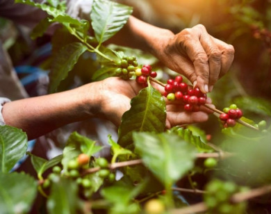 Giá nông sản ngày 5/12/2025: Cà phê tiếp tục giảm mạnh, hồ tiêu tăng trở lại