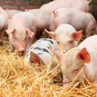 Giá heo hơi ngày 5/12/2025: Tiếp tục xu hướng tăng nhẹ, miền Bắc lên 61.000 đồng/kg