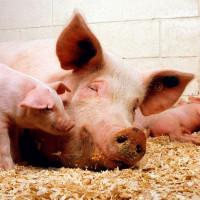 Giá heo hơi ngày 6/12/2025: Tăng nhẹ tại một số địa phương