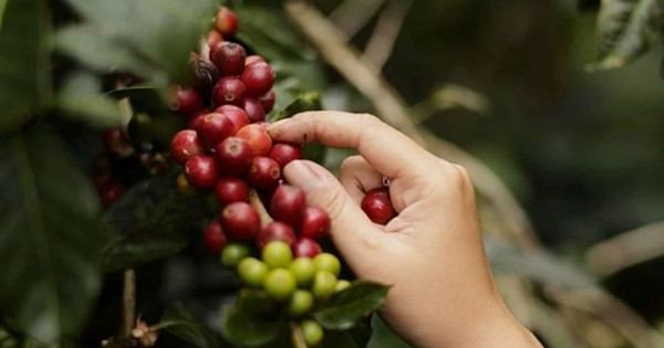 Giá nông sản ngày 7/12/2025: Hồ tiêu tăng nhẹ, cà phê ổn định