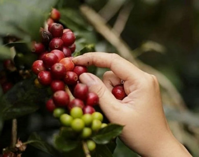 Giá nông sản ngày 7/12/2025: Hồ tiêu tăng nhẹ, cà phê ổn định