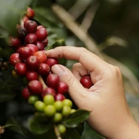 Giá nông sản ngày 7/12/2025: Hồ tiêu tăng nhẹ, cà phê ổn định