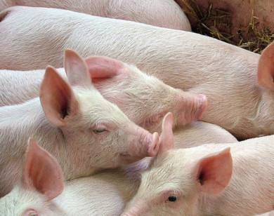 Giá heo hơi ngày 8/12/2025: Tiếp tục tăng mạnh trên cả ba miền