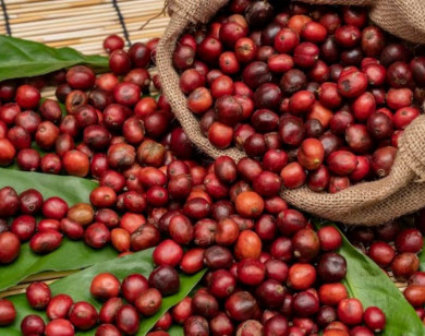 Giá nông sản ngày 8/12/2025: Cà phê và hồ tiêu cùng ổn định