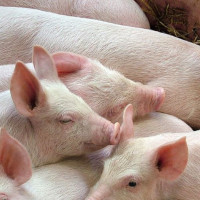 Giá heo hơi ngày 8/12/2025: Tiếp tục tăng mạnh trên cả ba miền