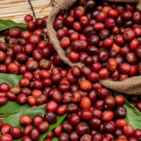 Giá nông sản ngày 8/12/2025: Cà phê và hồ tiêu cùng ổn định