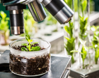 Châu Âu đạt thỏa thuận về khung pháp lý mới cho cây trồng chỉnh sửa gen