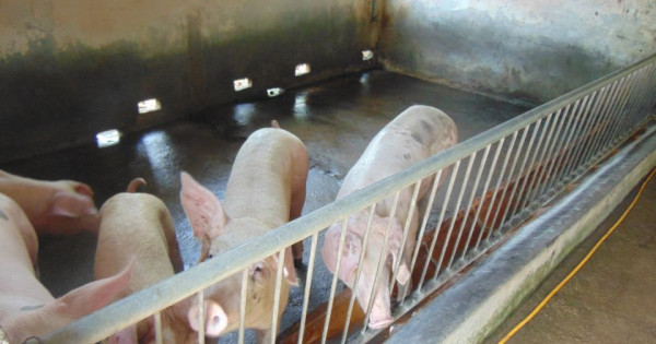 Giá heo hơi ngày 11/12/2025: Tăng nhẹ tại miền Bắc và miền Trung