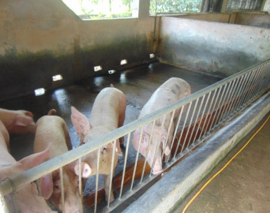 Giá heo hơi ngày 11/12/2025: Tăng nhẹ tại miền Bắc và miền Trung