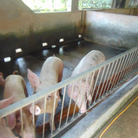 Giá heo hơi ngày 11/12/2025: Tăng nhẹ tại miền Bắc và miền Trung