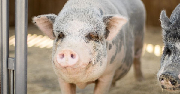 Giá heo hơi ngày 12/12/2025: Đồng loạt tăng mạnh, chạm mức 62.000 đồng/kg