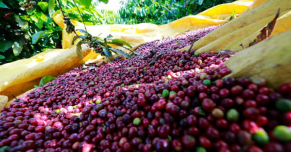 Giá nông sản ngày 12/12/2025: Cà phê tăng nhẹ, hồ tiêu ổn định ở ngưỡng cao