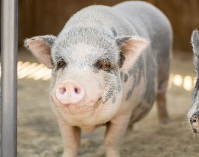 Giá heo hơi ngày 12/12/2025: Đồng loạt tăng mạnh, chạm mức 62.000 đồng/kg