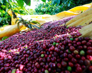 Giá nông sản ngày 12/12/2025: Cà phê tăng nhẹ, hồ tiêu ổn định ở ngưỡng cao
