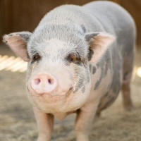 Giá heo hơi ngày 12/12/2025: Đồng loạt tăng mạnh, chạm mức 62.000 đồng/kg