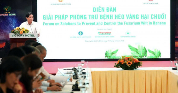 Đột phá giải pháp phòng trừ bệnh héo vàng, nâng tầm ngành chuối Việt Nam