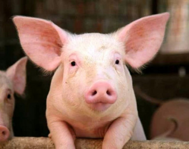 Giá heo hơi ngày 13/12/2025: Tiếp tục tăng nhẹ tại miền Bắc và Trung