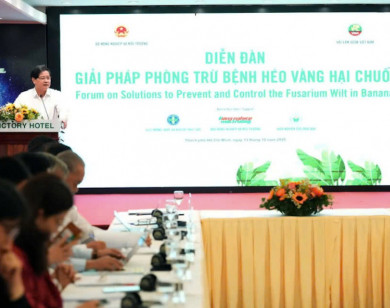 Đột phá giải pháp phòng trừ bệnh héo vàng, nâng tầm ngành chuối Việt Nam