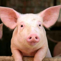 Giá heo hơi ngày 13/12/2025: Tiếp tục tăng nhẹ tại miền Bắc và Trung