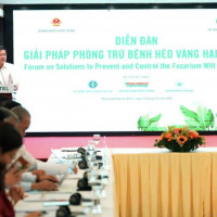 Đột phá giải pháp phòng trừ bệnh héo vàng, nâng tầm ngành chuối Việt Nam