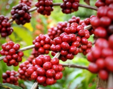 Giá nông sản ngày 14/12/2025: Cà phê tiếp tục giảm mạnh