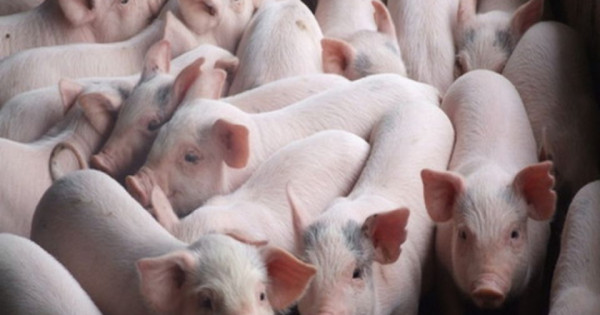 Giá heo hơi ngày 15/12/2025: Tiếp tục ổn định trên cả nước