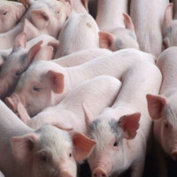 Giá heo hơi ngày 15/12/2025: Tiếp tục ổn định trên cả nước